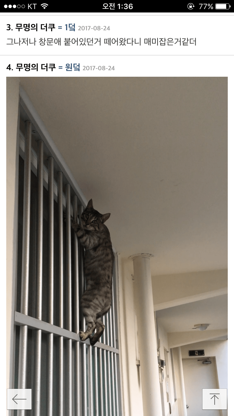 이 고양이 품종 뭔지 아는사람?.jpg | 인스티즈