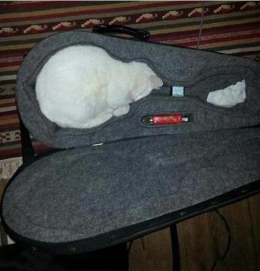 액체 상태의 고양이 | 인스티즈