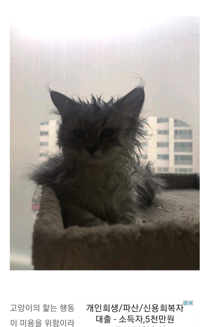 강아지에게 폭풍 그루밍 당하는 체념한 고양이 | 인스티즈