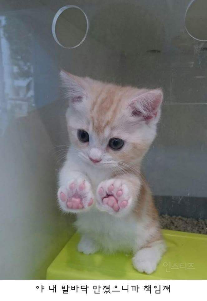심장을폭행하는 냥이 | 인스티즈