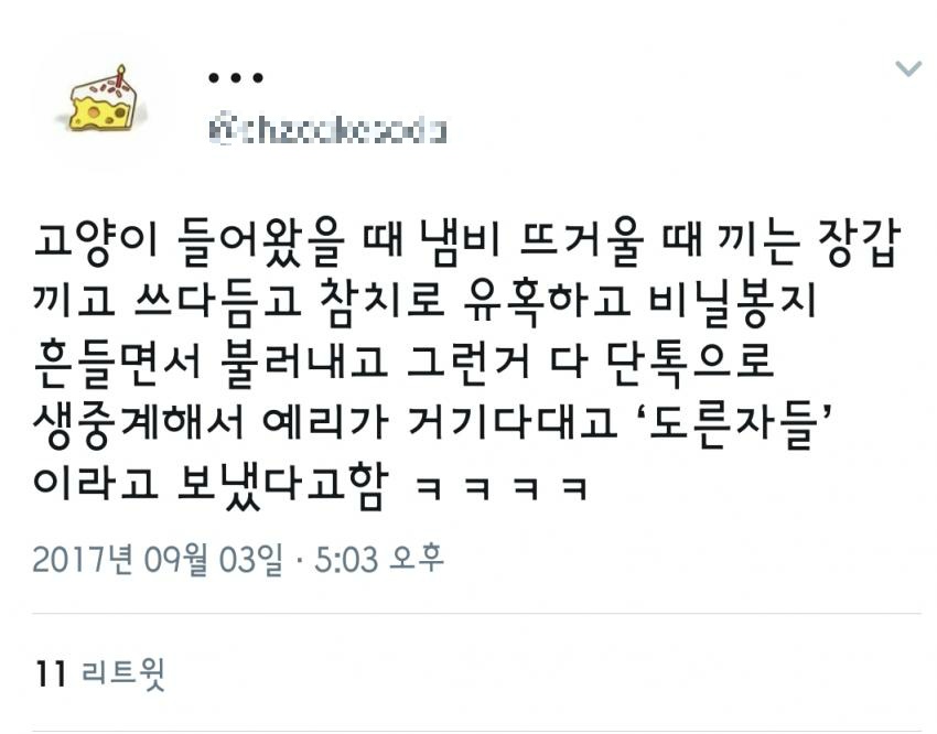 [레드벨벳] 조이 생파에 공개된 시트콤 같은 숙소에 고양이 난입한 일화ㅋ | 인스티즈