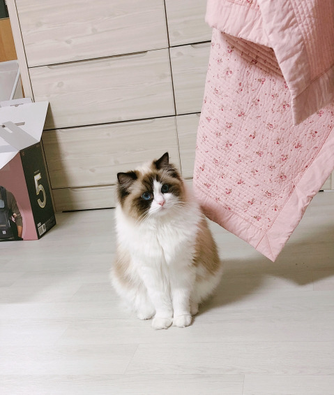 랙돌 고양이 쵸쵸의 일상 | 인스티즈