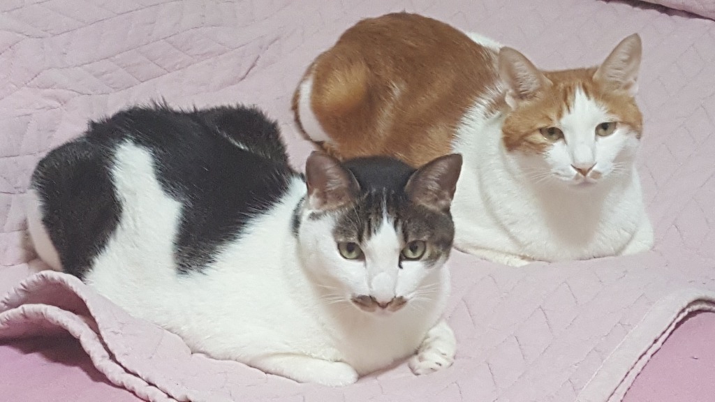 저희집고양이들.jpg | 인스티즈