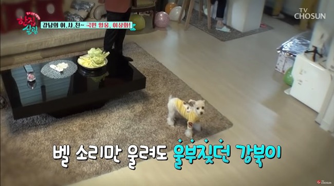 강아지 때문에 비밀연애 들통난 연예인 커플ㅋㅋㅋㅋㅋㅋㅋㅋ | 인스티즈