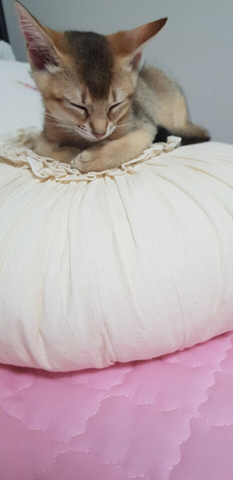 말랑말랑 이미지