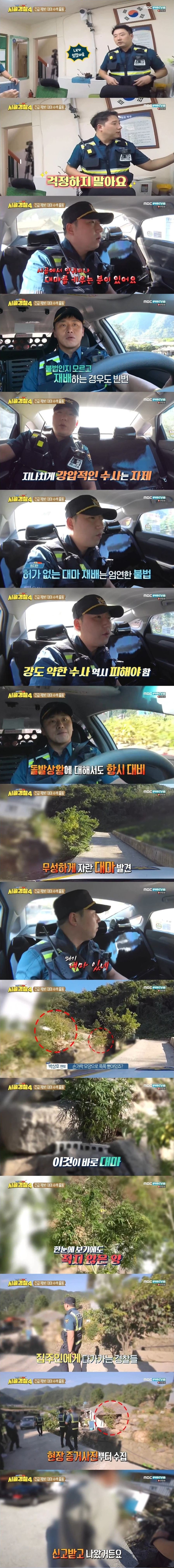 엄청난 규모의 대마 불법재배 현장을 수색하는 시골경찰 | 인스티즈