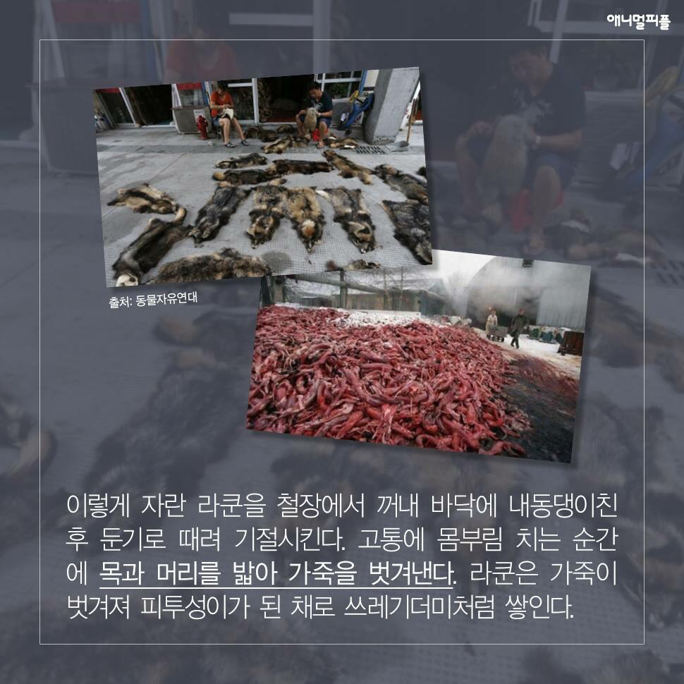 ??? : 아니 ㅅㅂ 말 못하는 강아지를 왜 때려...무슨 죄가 있다고... | 인스티즈