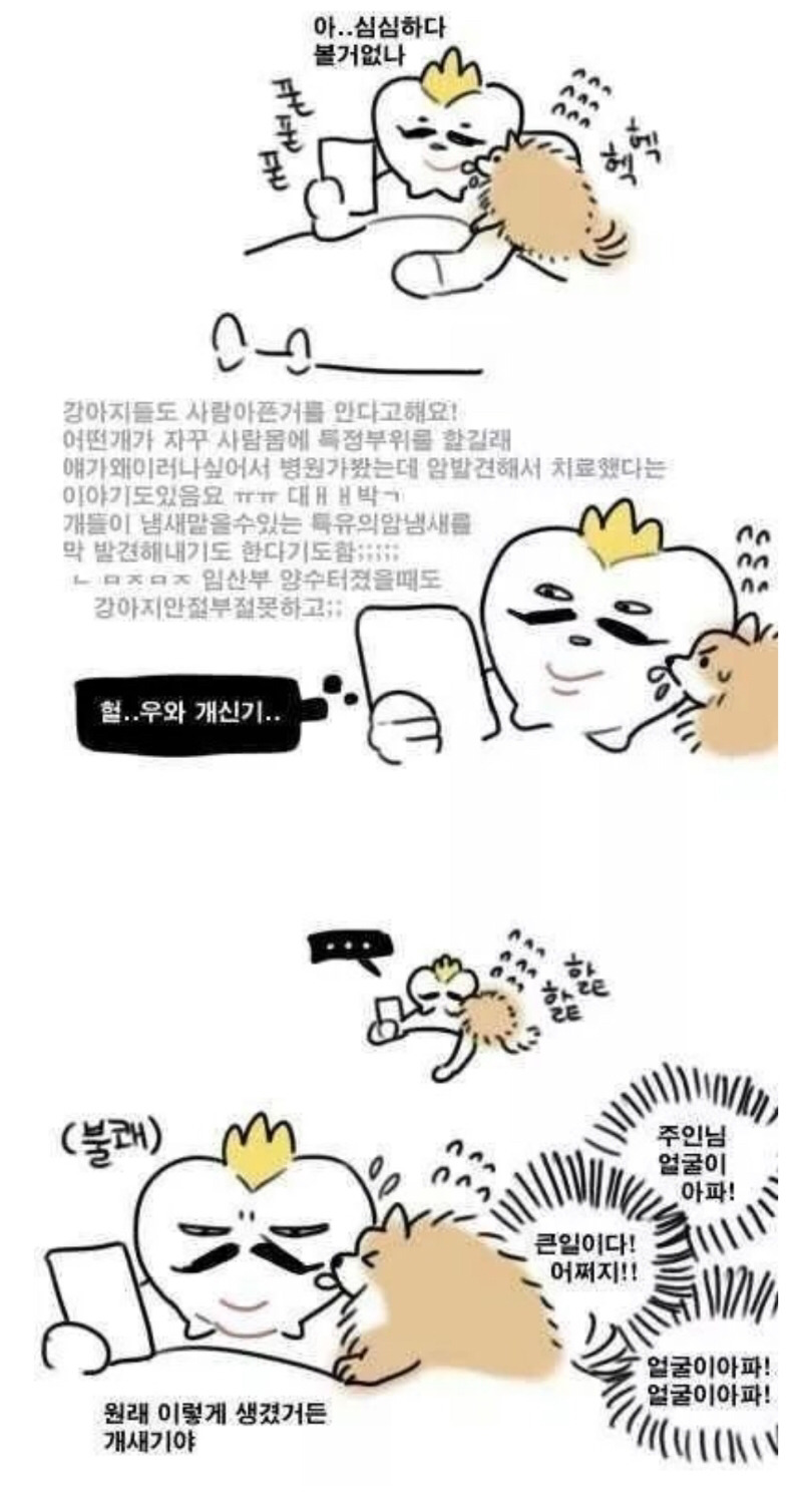 강아지가 햝는 이유.jpg | 인스티즈