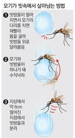모기가 빗속에서 살아남는법 | 인스티즈