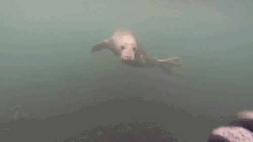물개가 물개인 이유.gif | 인스티즈