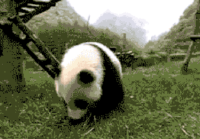 팬더 🐼 굴러다니는 게시물 | 인스티즈