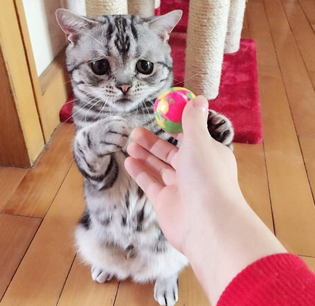 금방이라도 울 것 같은 울상 고양이 루후😿 | 인스티즈