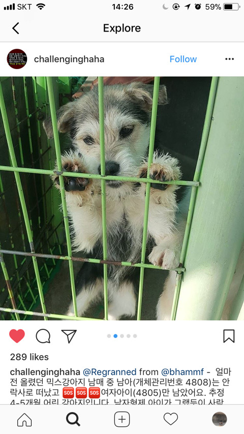 안락사 확정된 아이들 한번씩 보고가주라ㅠㅠ | 인스티즈