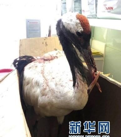 최강조류 | 인스티즈