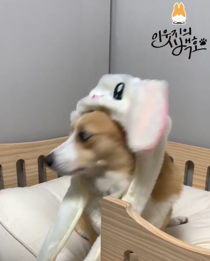 인싸템이 싫은 백호.jpgif | 인스티즈