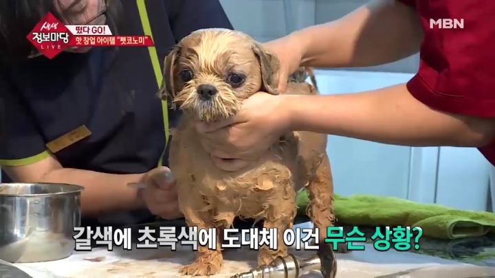 강아지 아로마테라피.jpg | 인스티즈