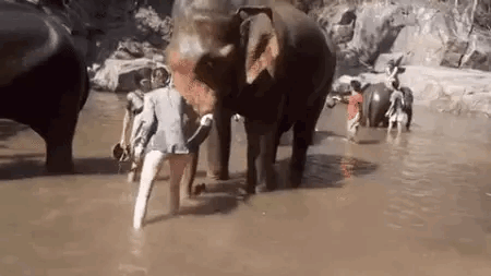 코끼리를 함부로 만지만 안되는 이유.gif | 인스티즈