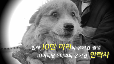 휴가철에 버려지는 애완견들 | 인스티즈