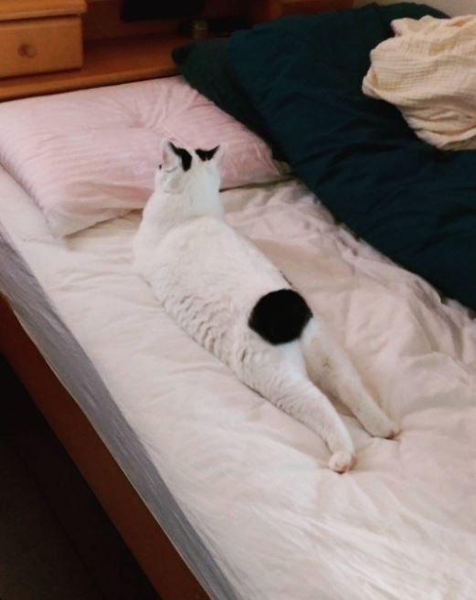 엉덩이가 까만 야옹이.jpg | 인스티즈