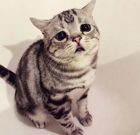 금방이라도 울 것 같은 울상 고양이 루후😿 | 인스티즈