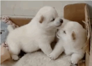 ㄹㅇ 딥키스.gif | 인스티즈