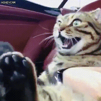 슈퍼카 처음 타본 고양이.gif | 인스티즈