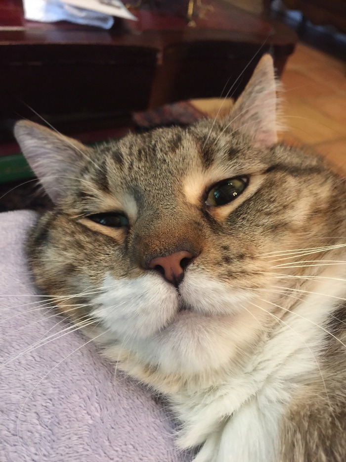 집사가 귀찮지만 참아주는 고양이 | 인스티즈