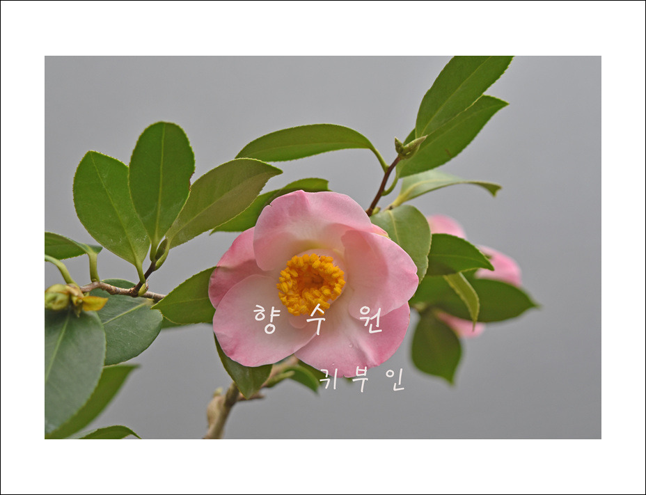 귀부인 이미지