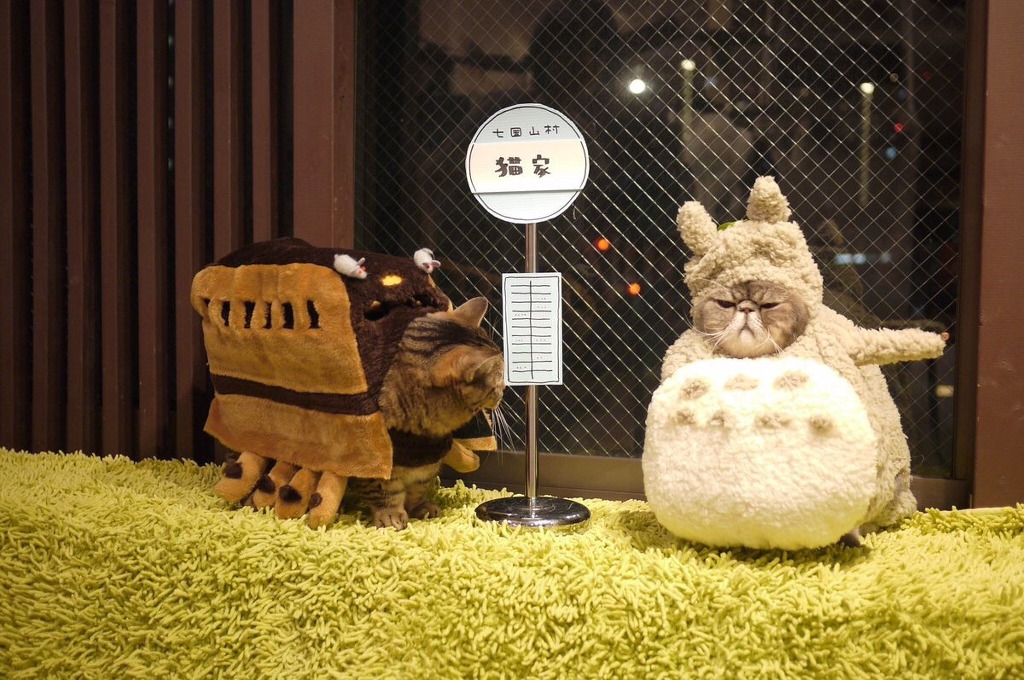 고양이 지브리 할로윈 의상 대회.jpg | 인스티즈