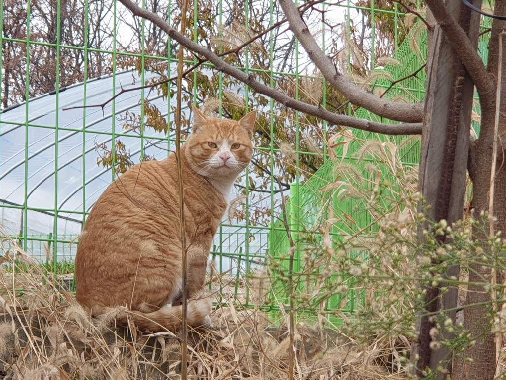 무적의 고양이 노랑이 | 인스티즈