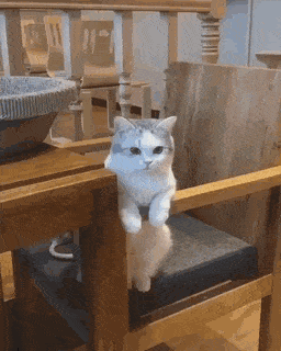 갑자기 맞는 고양이.gif | 인스티즈