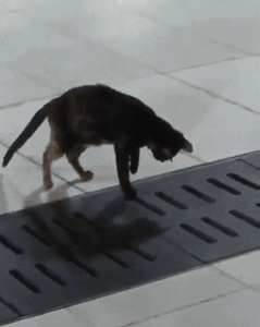 고양이의 집중력..gif | 인스티즈