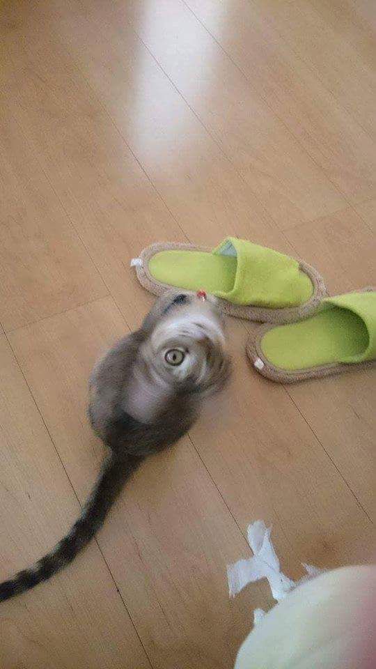 망한 고양이 사진대회 | 인스티즈