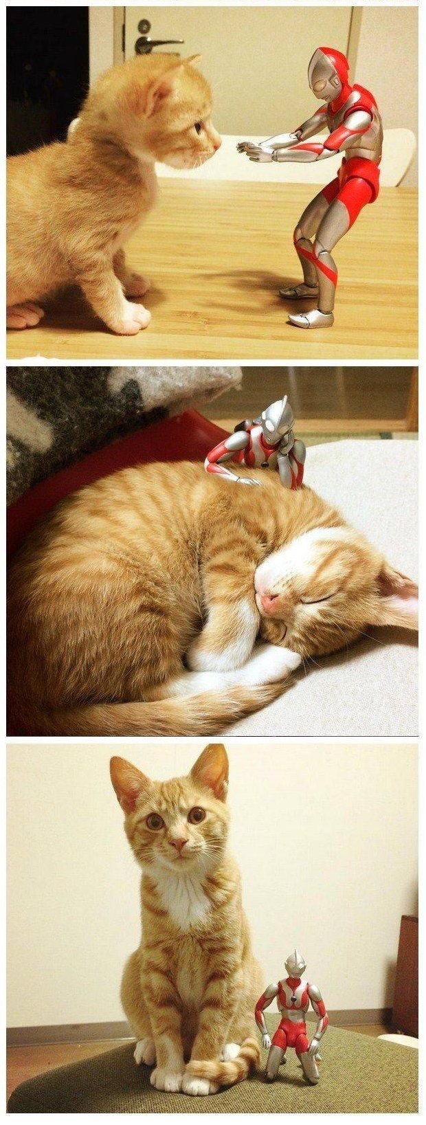 울트라맨과 함께 자란 냥이.jpg | 인스티즈