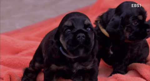 댕댕이와함께보는 댕댕 아깽 힐링영상 ＜야옹멍멍 귀여워-쑥쑥자라는 아기들＞ | 인스티즈