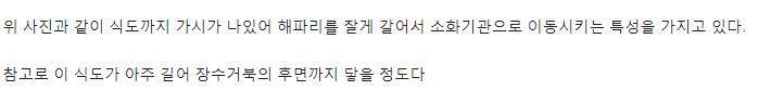 혐주의) 장수거북의 입속 | 인스티즈