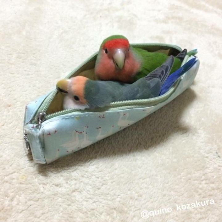 필통 속으로 쏙 | 인스티즈
