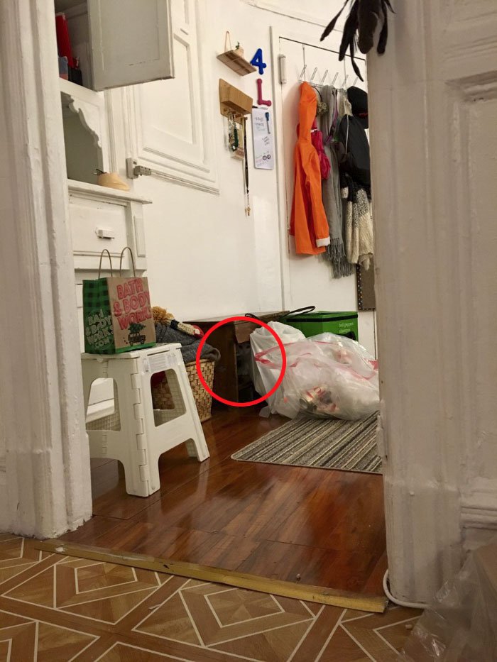 사진속에서 숨은 고양이 찾기 | 인스티즈