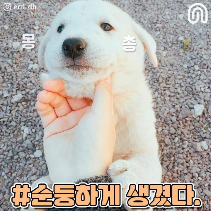 시골강아지들의 특징점.jpg | 인스티즈