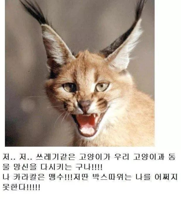 고양이과 동물의 공통점 | 인스티즈