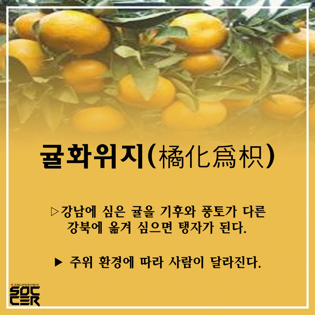 [이야기로듣는고사성어] 우리 동네 귤이 딴 동네 갔더니 탱자가 된 썰 푼다 | 인스티즈