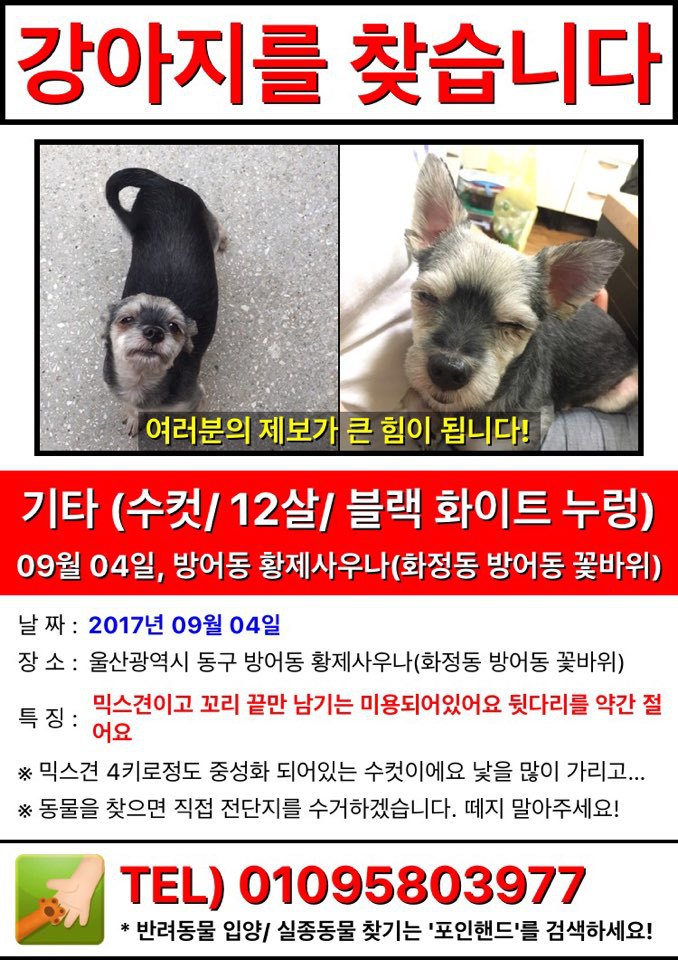 울산에서 강아지 찾아요ㅠㅠㅠ!!! | 인스티즈