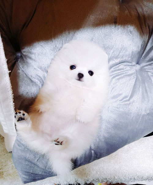 내영 이미지