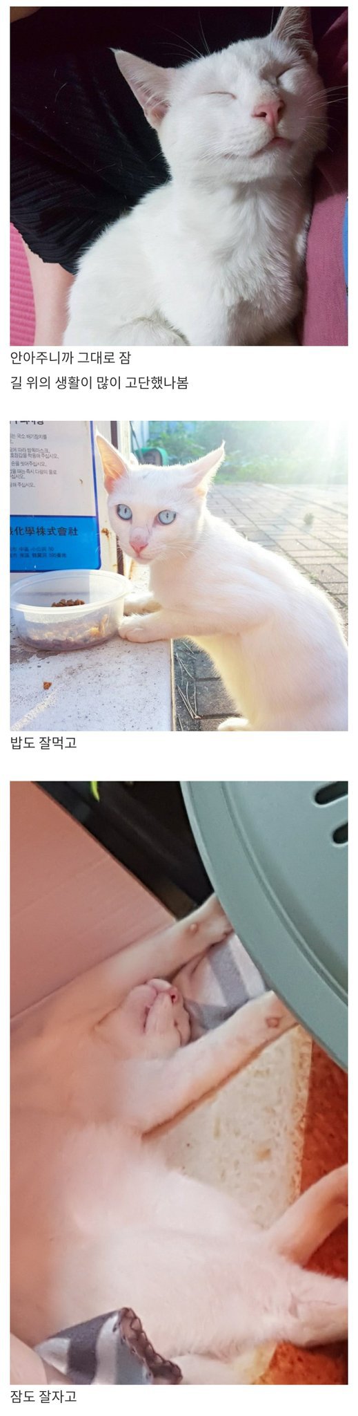 버림받은 고양이의 일상.jpg | 인스티즈