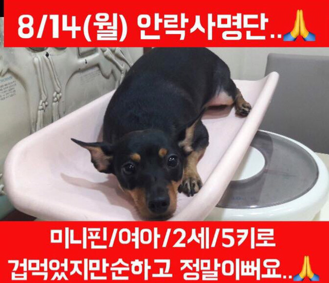 안락사명단 아이들 보고가줘ㅠㅠ 엄청많아.. | 인스티즈