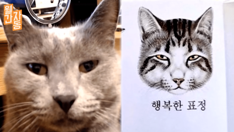 고양이의 행복한 표정 | 인스티즈