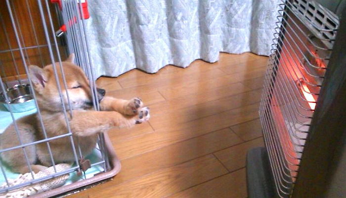 난로에 발 녹이는 시바견 | 인스티즈