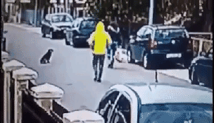 여성을 구해주는 유기견.gif | 인스티즈