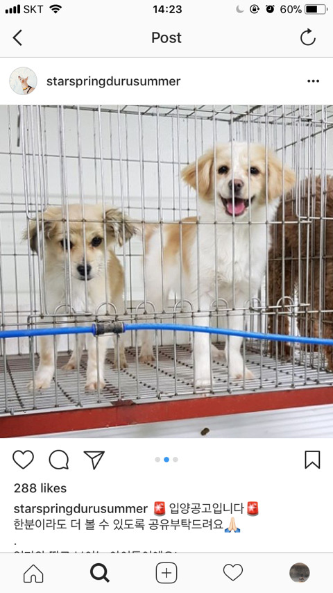 안락사 확정된 아이들 한번씩 보고가주라ㅠㅠ | 인스티즈