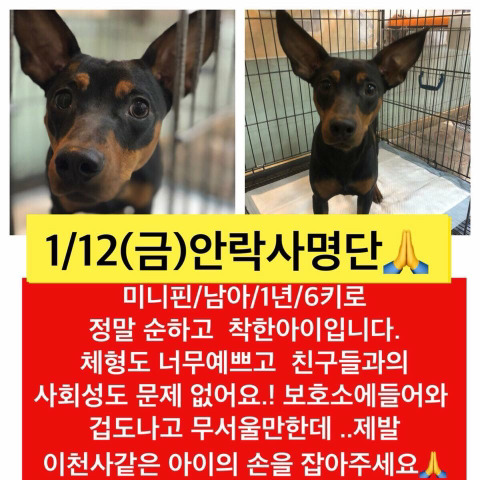 곧 안락사될 아이들 많아 보고가줘ㅠㅠㅠ공유라도 제발.. | 인스티즈